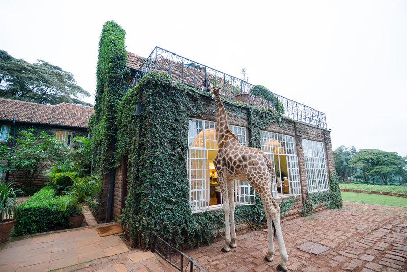 giraffe_manor giraffe_manor