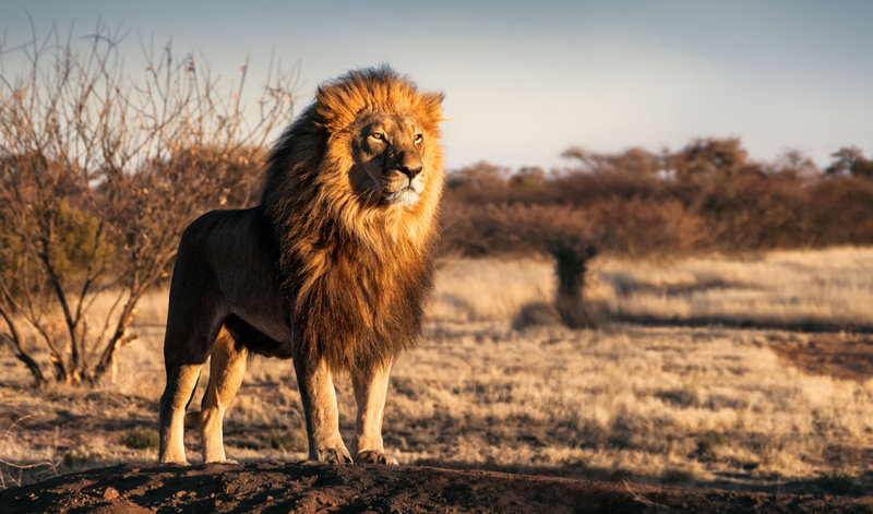 liontari_iefimerida.jpg liontari_iefimerida.jpg