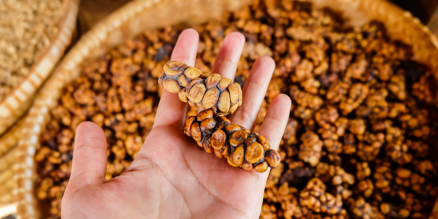 4.kopi-luwak.jpg 4.kopi-luwak.jpg