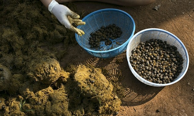 ivory-coffee_1.jpg ivory-coffee_1.jpg