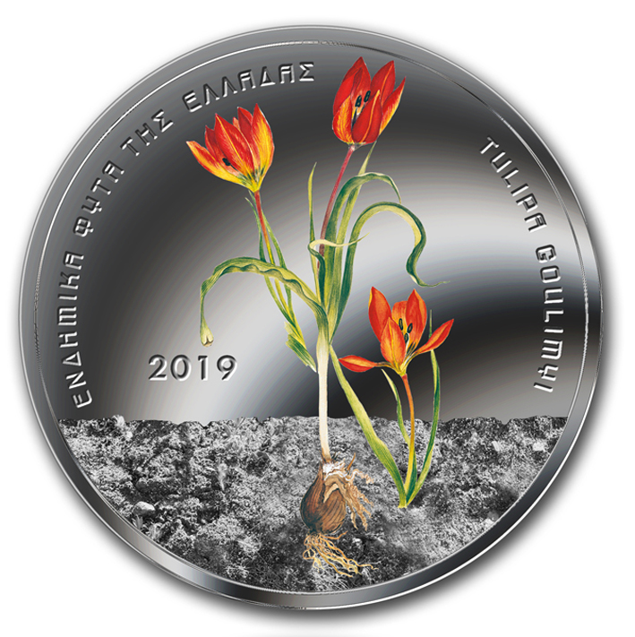 tulipa_goulimyi_prosthia_opsi.jpg tulipa_goulimyi_prosthia_opsi.jpg