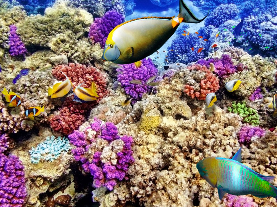 great-barrier-rief.jpg great-barrier-rief.jpg