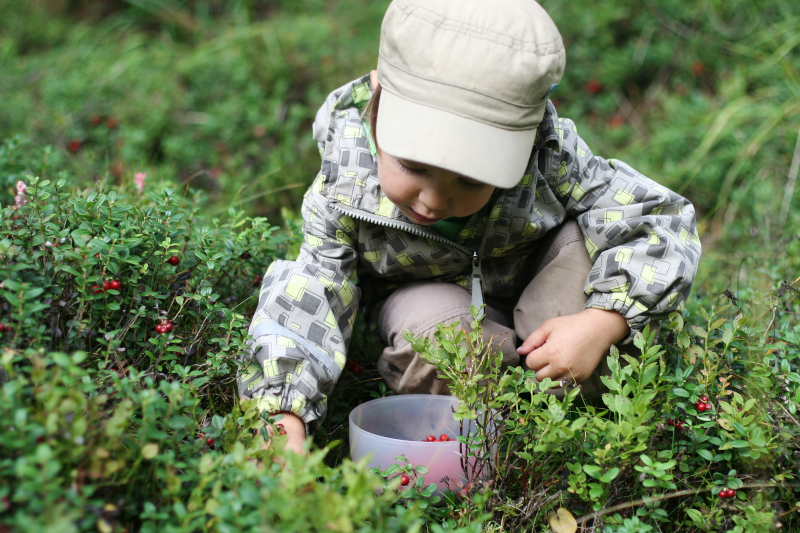 berries-finland.jpg