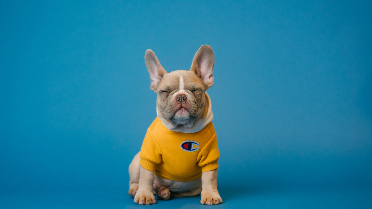 Pet insurance για διάσημα κατοικίδια