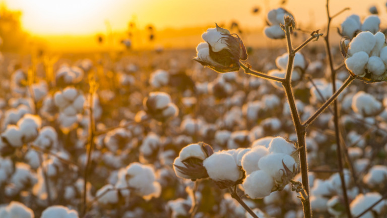 Στο επίκεντρο η επόμενη μέρα του ελληνικού βαμβακιού – Ποιότητα, εξωστρέφεια και βιωσιμότητα για έναν στρατηγικό κλάδο