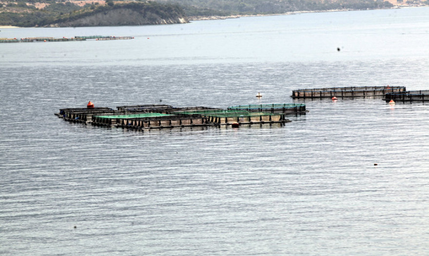 Ιχθυοκαλλιέργεια: Άνοδος εξαγωγών κατά 5% το 2019
