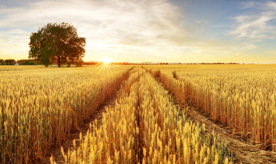 Αυστραλία: Εκτίμηση για κέρδη ρεκόρ από τις εξαγωγές αγροτικών προϊόντων για το οικονομικό έτος