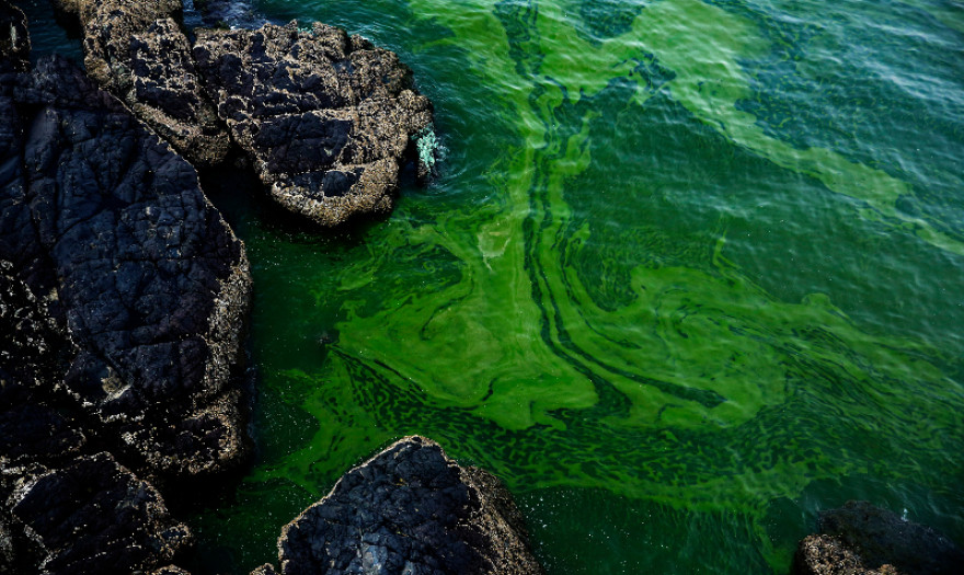 Î¤Î± Î¸Î±Î½Î±Ï„Î·Ï†ÏŒÏÎ± Ï†ÏÎºÎ¹Î± Ï€Î¿Ï… Ï„ÏÎ¿Î¼Î¿ÎºÏÎ±Ï„Î¿ÏÎ½ Ï„Î· Î“Î±Î»Î»Î¯Î±