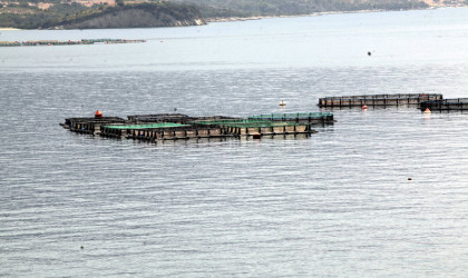Ιχθυοκαλλιέργεια: Άνοδος εξαγωγών κατά 5% το 2019