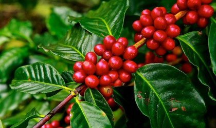 Κίνδυνος εξαφάνισης για το 60% των φυτών του καφέ