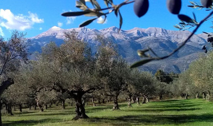 Χαλκιδική: Πάνω από 90% η ακαρπία φέτος στις ελαιοκαλλιέργειες