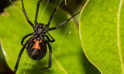 Αραχνολόγος εξηγεί πόσο επικίνδυνο είναι το τσίμπημα αράχνης «μαύρης χήρας»: Πότε και πώς εμφανίζονται συμπτώματα