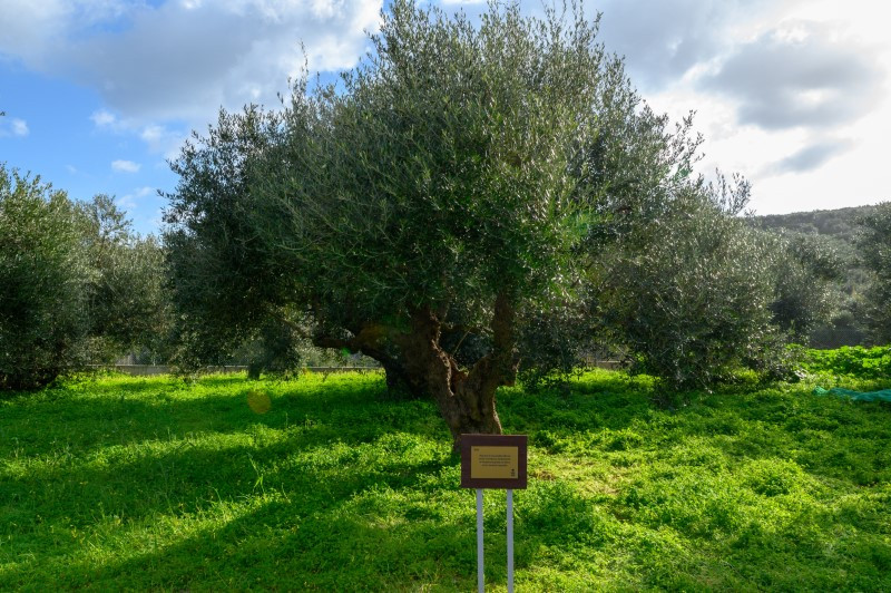 terra creta