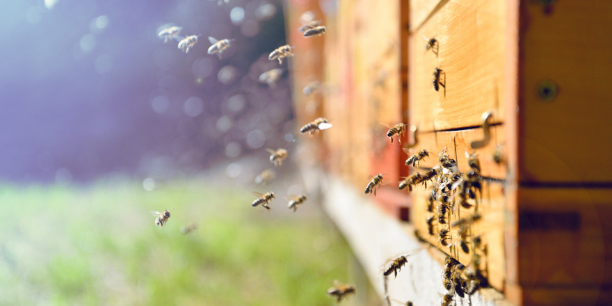  Πώς οι τεχνολογικές εταιρείες βοηθούν τις μέλισσες