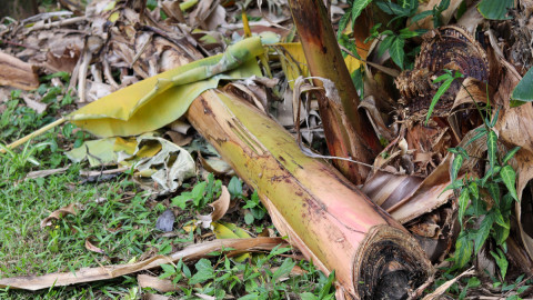 Καρπός που μένει μετά τη συγκομιδή της μπανάνας