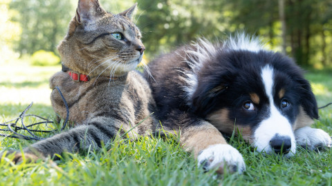 Γάτα και σκύλος