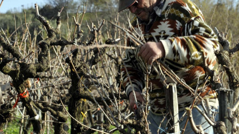 Κλάδεμα, επίδομα