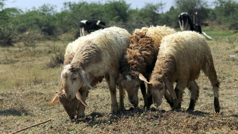 Πρόβατα, κτηνοτρόφοι