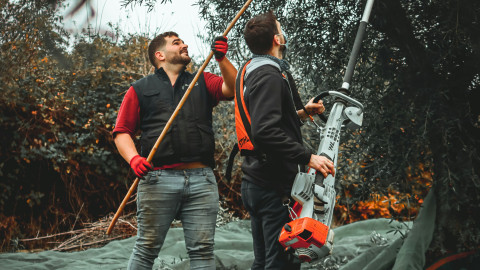 Συγκομιδή της ελιάς