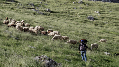 Κτηνοτρόφοι