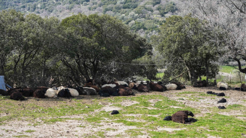 Κρούσματα αφθώδους πυρετού σε κτηνοτροφική μονάδα της Λέσβου