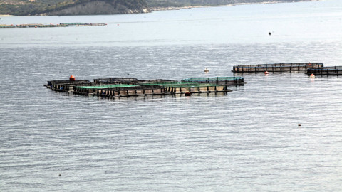 Ιχθυοκαλλιέργεια: Άνοδος εξαγωγών κατά 5% το 2019