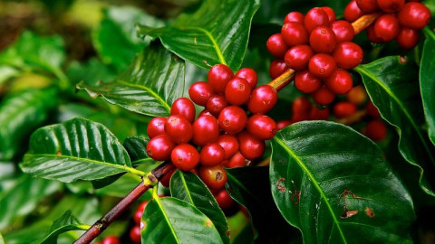 Κίνδυνος εξαφάνισης για το 60% των φυτών του καφέ