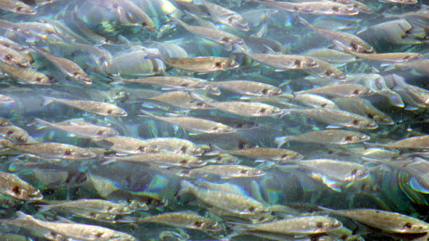 Η TÜV AUSTRIA HELLAS αναδεικνύει τα ελληνικά ψάρια