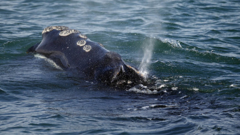 Δεκάδες τραυματίες από σύγκρουση πλοίου με φάλαινα
