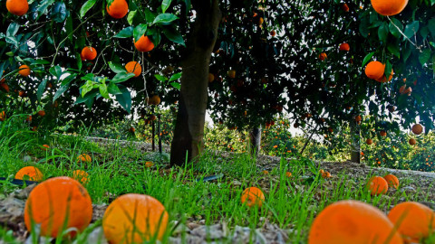 Έρχονται τα ΑΤΜ φρουτοχυμών 