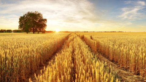 Αυστραλία: Εκτίμηση για κέρδη ρεκόρ από τις εξαγωγές αγροτικών προϊόντων για το οικονομικό έτος