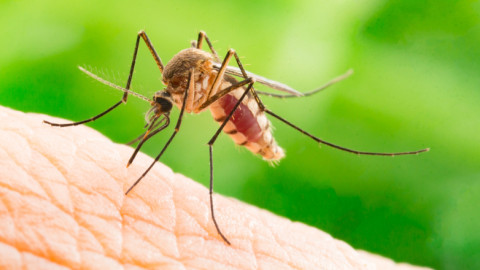 Πρόγραμμα καταπολέμησης κουνουπιών στην Περιφέρεια Αττικής