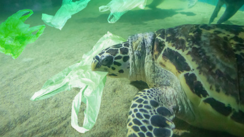 Τα πλαστικά σκουπίδια «πνίγουν» την Μεσόγειο