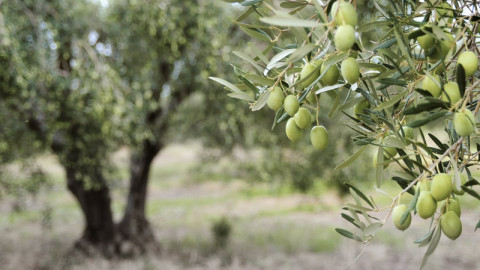 Ο Έλληνας ελαιοπαραγωγός με τα 100 βραβεία