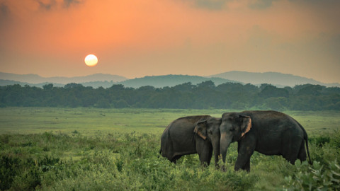 Η Ζιμπάμπουε κάνει εξαγωγή... ελεφάντων