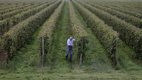 Ιταλία: Μειωμένη παραγωγή κρασιού λόγω ζέστης