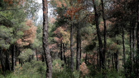 Μισό εκατομμύριο για το δάσος του Σέιχ Σου