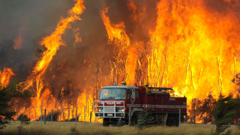 Αυστραλία: Τρία δισεκατομμύρια ζώα χάθηκαν στις φονικές πυρκαγιές