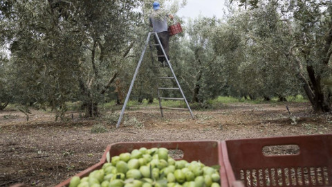 ΔΟΕΠΕΛ: Σχεδόν 90% η ακαρπία στις πράσινες ελιές