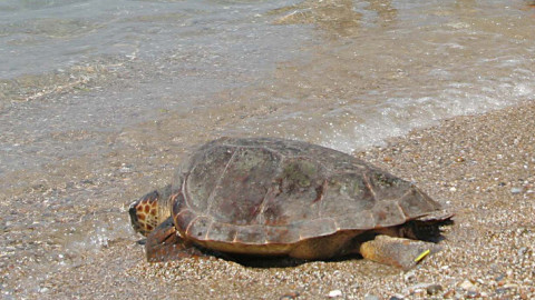 Θαλάσσια χελώνα 
