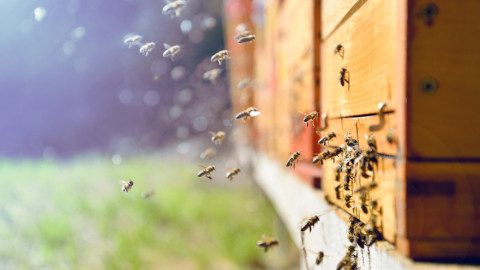 Μέλισσες σε μελίσσι 