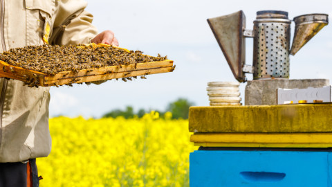 Κάηκαν 9.000 μελισσοσμήνη και χάθηκαν 10.000 τόνοι πευκόμελου ετησίως από τις πρόσφατες πυρκαγιές