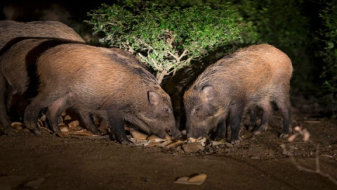 Ο «πόλεμος» του αγριογούρουνου στην ηπειρωτική Ελλάδα
