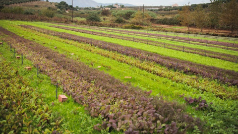 Στη βιώσιμη γαστρονομία επενδύει το «Δειπνοσοφιστήριον»