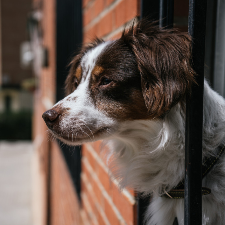 Σκύλος σε σπίτι