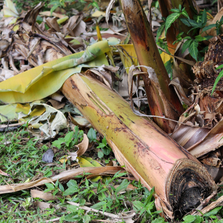 Καρπός που μένει μετά τη συγκομιδή της μπανάνας