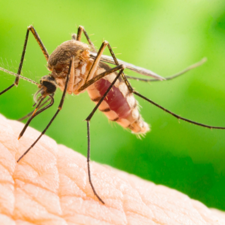 Κουνούπια και κλιματική αλλαγή: Πώς τα νέα δεδομένα παρατείνουν την παρουσία τους και ευνοούν την εξάπλωσή τους σε νέες περιοχές