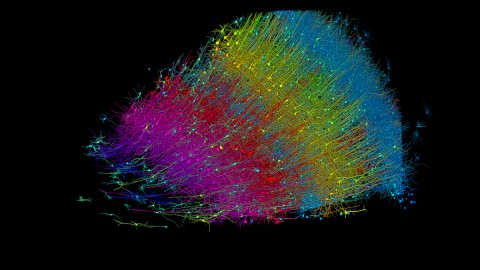 Credit: Google Research & Lichtman Lab (Harvard University). Renderings by D. Berger (Harvard University)