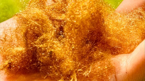 Golden Silk
