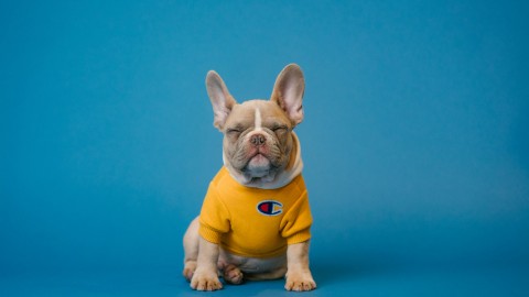 Pet insurance για διάσημα κατοικίδια